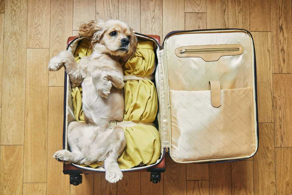 Dog travel essentials 2025
