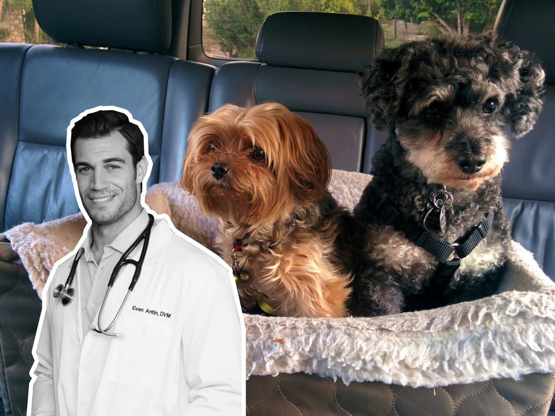 How to Safely Travel With Your Dog in the Car (Vet-Approved Tips)