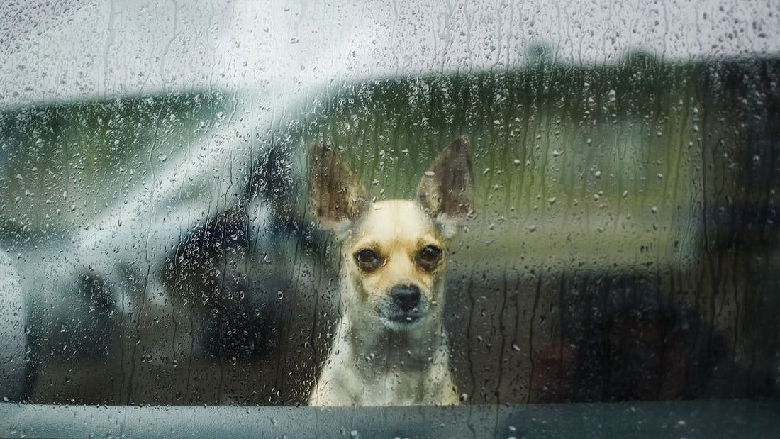 5 Signs Your Dog Hates Your Current Car Travel Setup