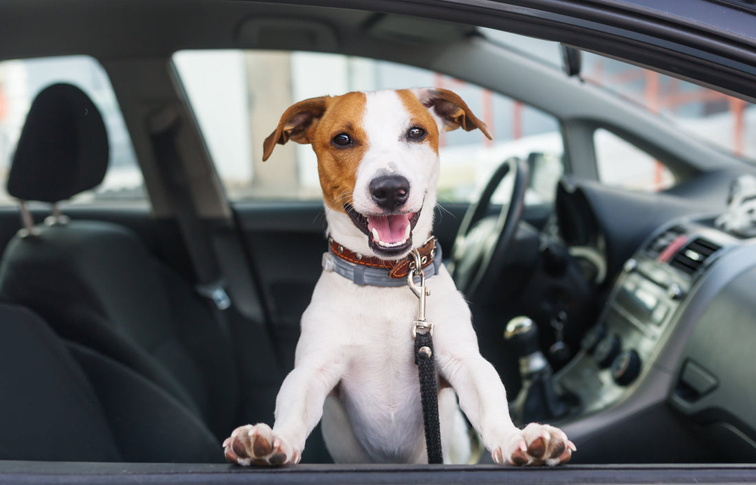 Can Dogs Ride in the Front Seat? The Risks You Should Know