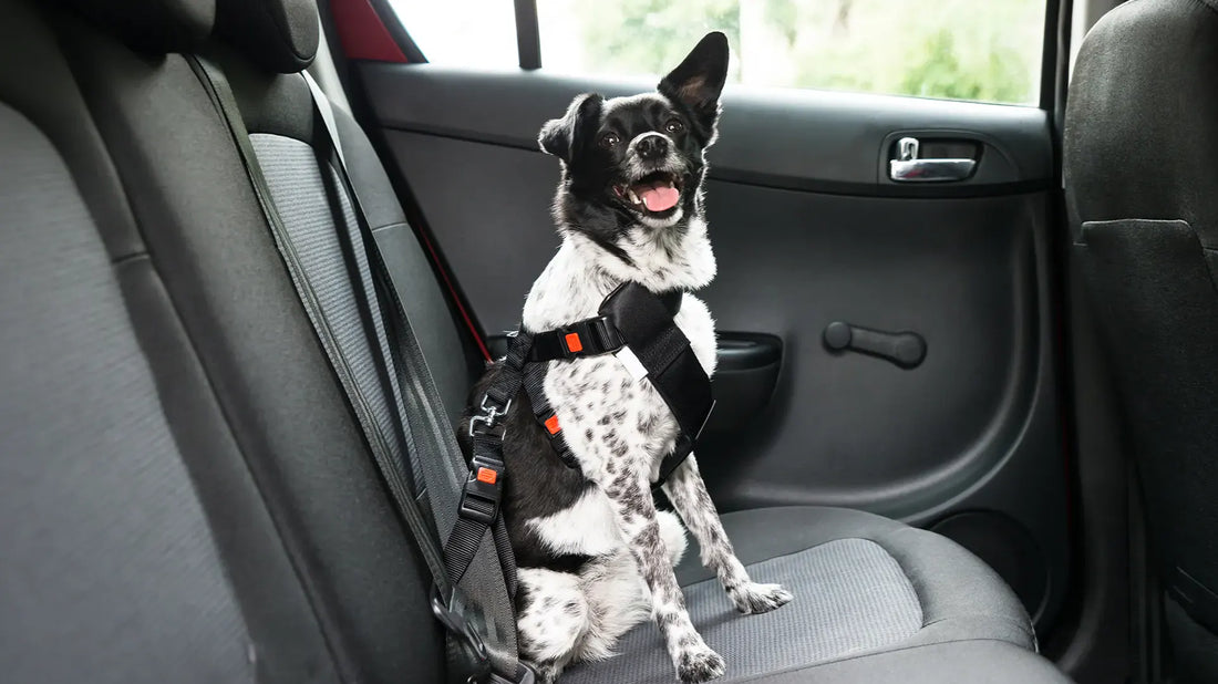 Dog Seatbelt Laws by State: Are You Compliant?