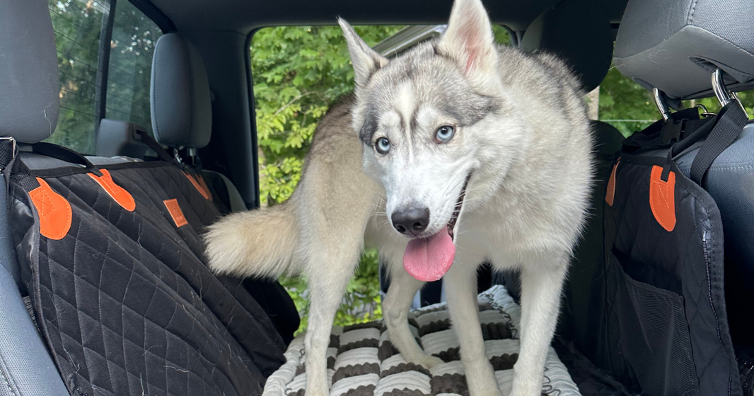 Dog Car Seatbelt vs Harness: Which Is Actually Safer?