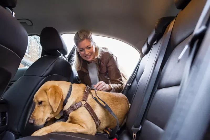 Dog Seatbelt vs. Dog Harness: What’s Safer for Car Travel?