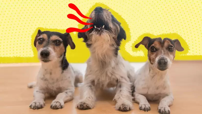 Pawpy Stuff Complaints: Are They Real or Just Noise?