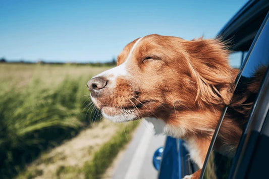 Your Go-To Guide for Top-Rated Pet Products: Comfort, Safety, and Durability for Dogs.
