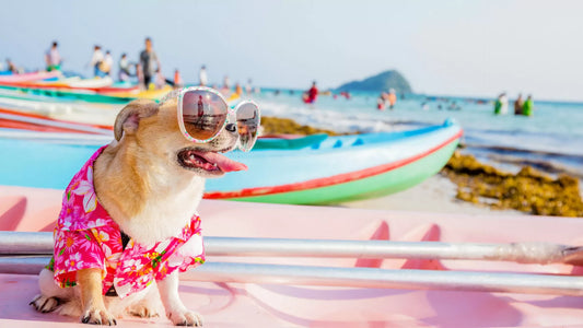 The Complete Guide to Traveling With Your Dog: Tips, Essentials, and Safety Must-Haves