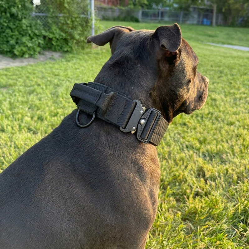 CozyWalk Control Collar